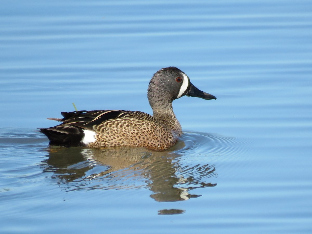 Blue-winged Teal - ML612841846