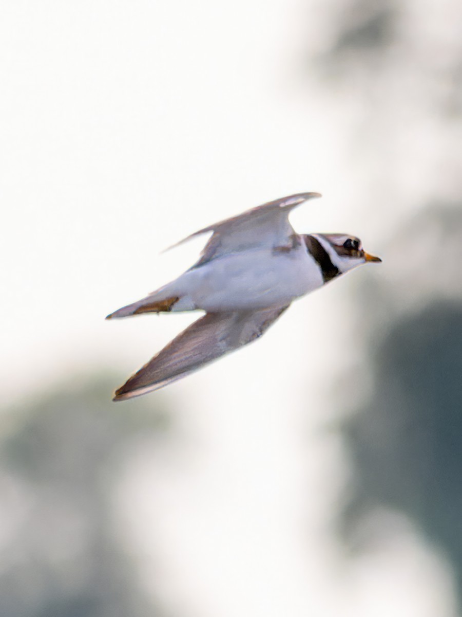 Common Ringed Plover - ML612842110
