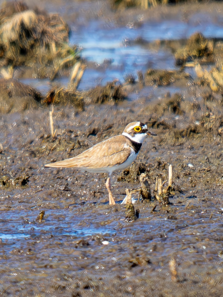 Common Ringed Plover - ML612842111