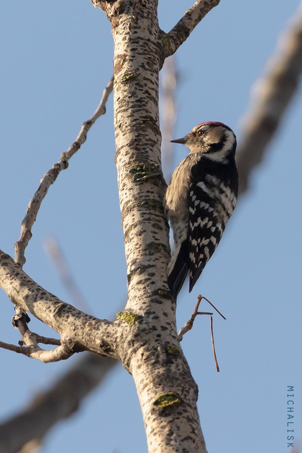 Lesser Spotted Woodpecker - Sterna hirundo