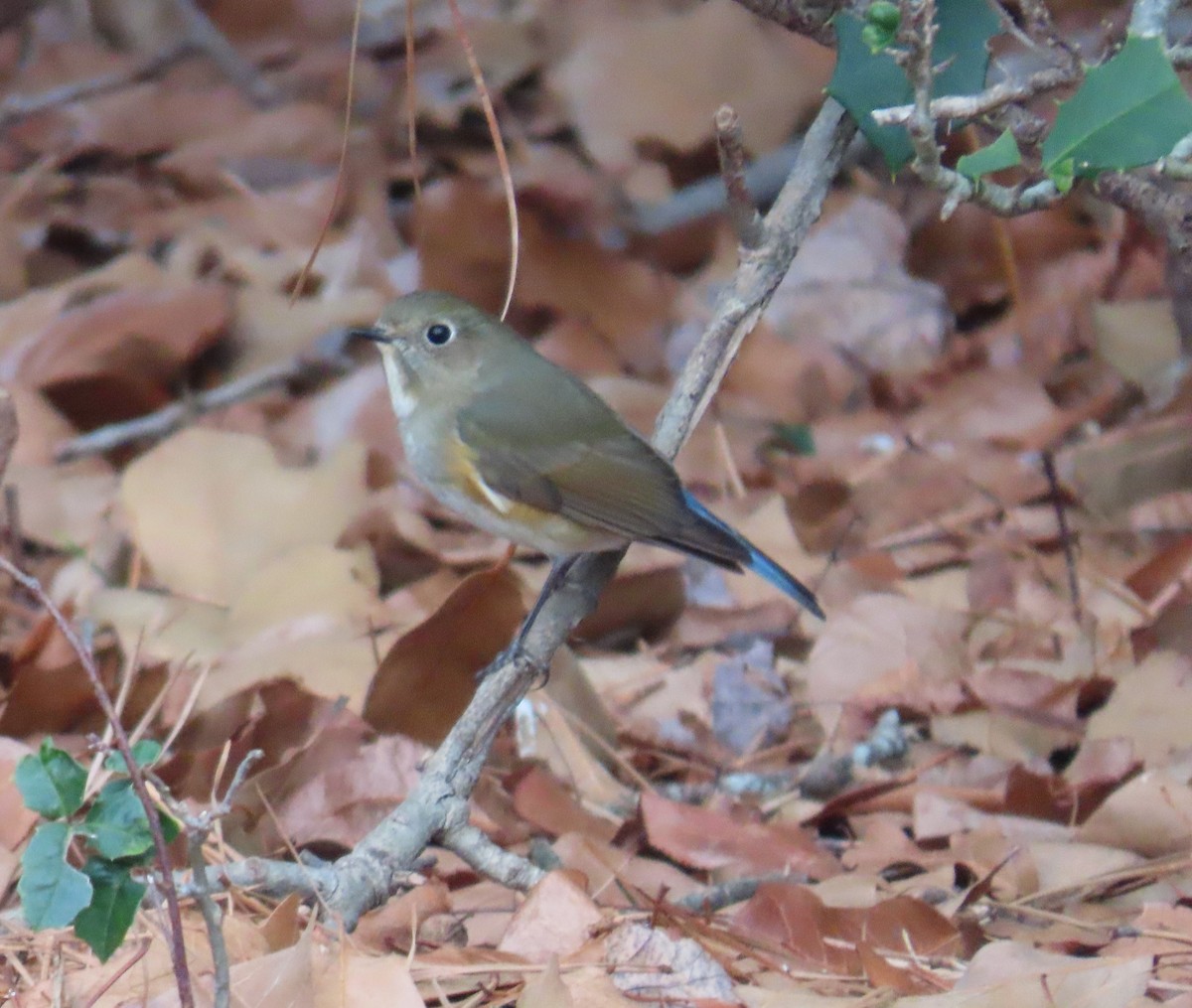 Red-flanked Bluetail - ML612842265