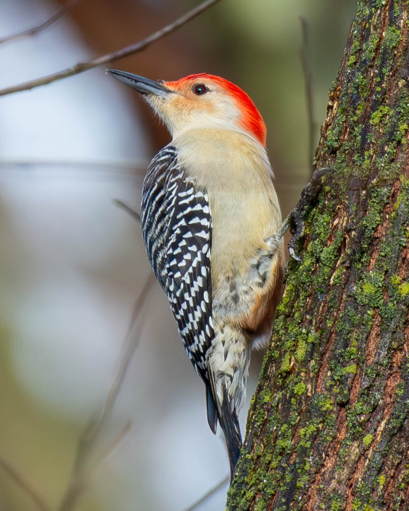 Red-bellied Woodpecker - ML612842275