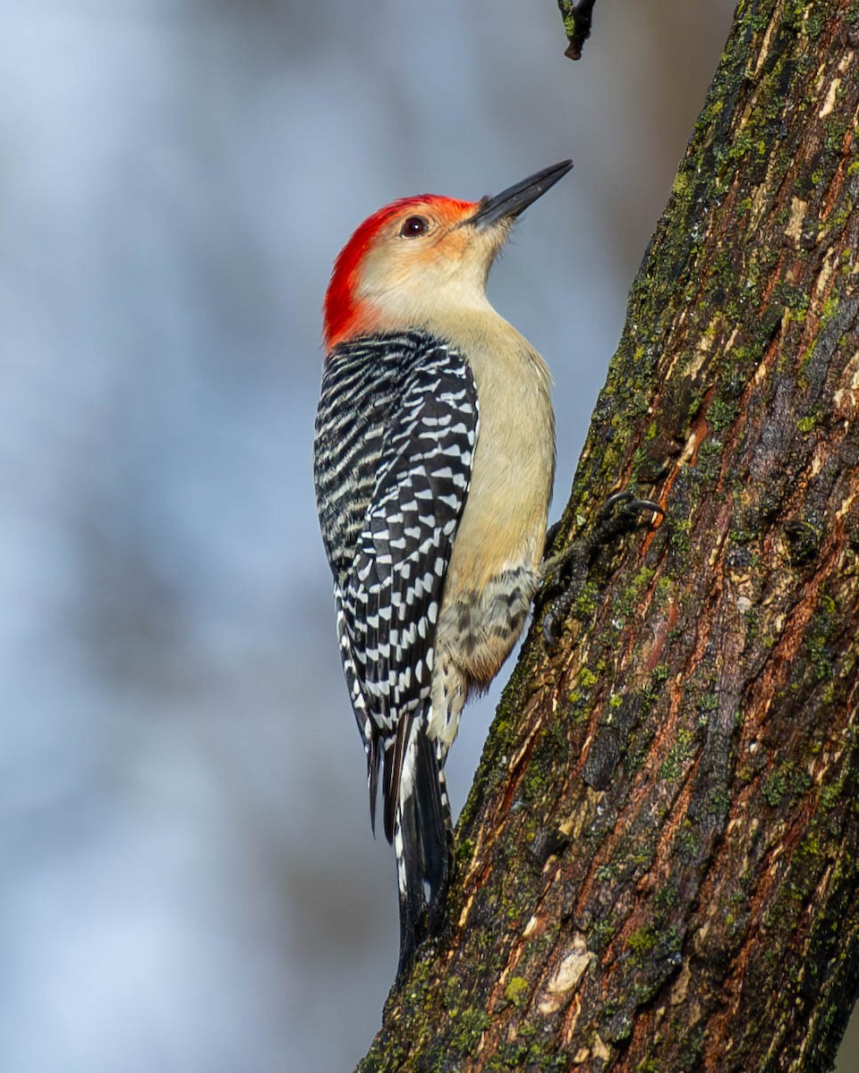 Red-bellied Woodpecker - ML612842277