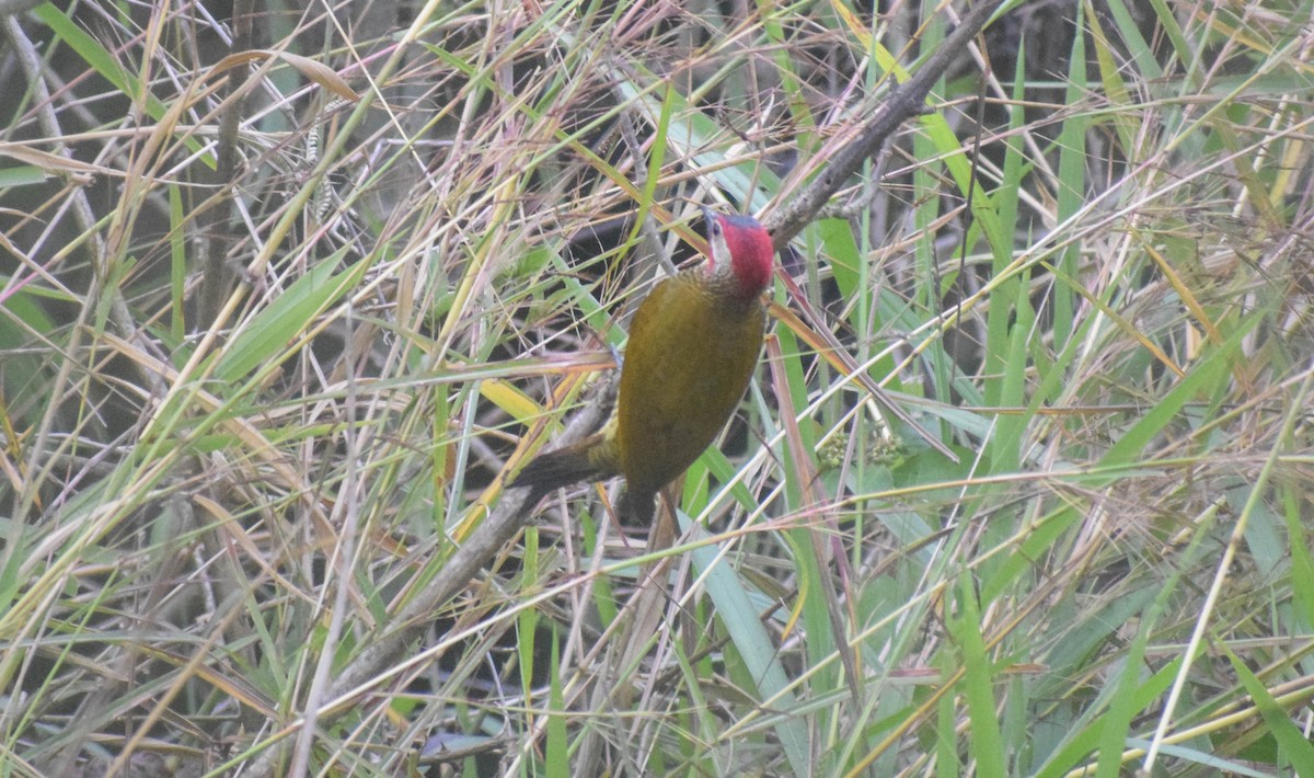 Golden-olive Woodpecker - ML612842418