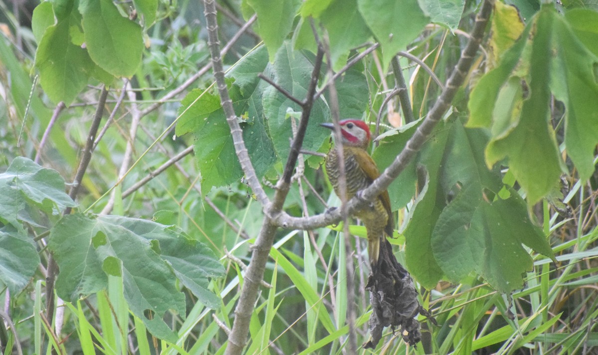 Golden-olive Woodpecker - ML612842419
