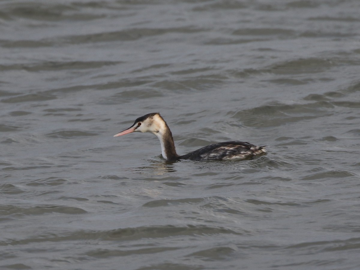 Great Crested Grebe - ML612842643