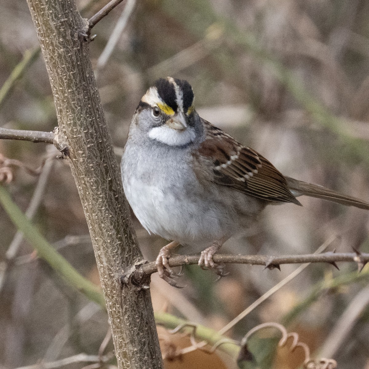 White-throated Sparrow - ML612843270