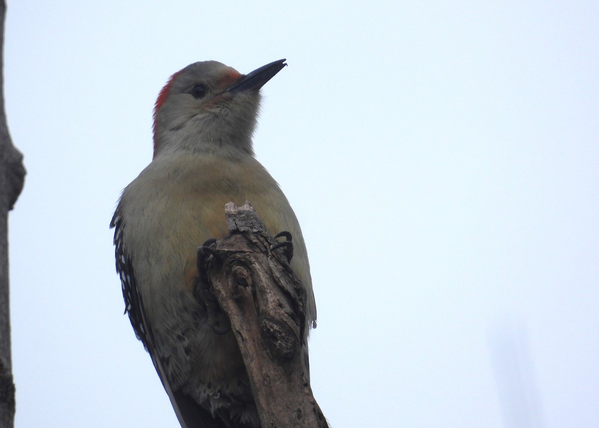 Red-bellied Woodpecker - Matt Tobin