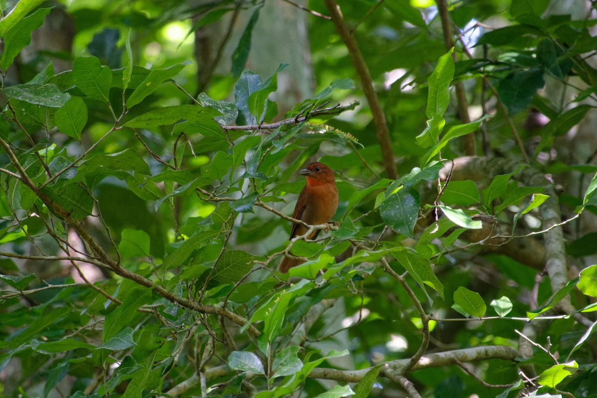 Red-crowned Ant-Tanager (Northern) - ML612843601