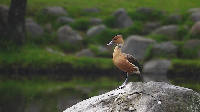 Fulvous Whistling-Duck - ML612843722