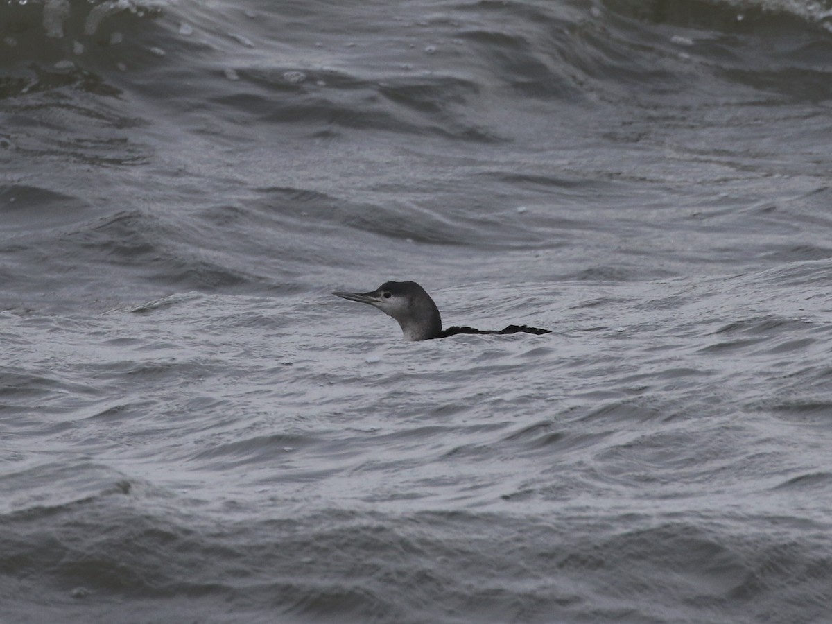 Red-throated Loon - ML612843979