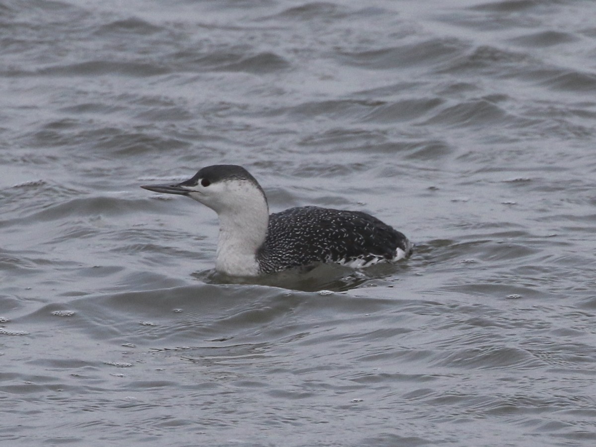 Red-throated Loon - ML612843980
