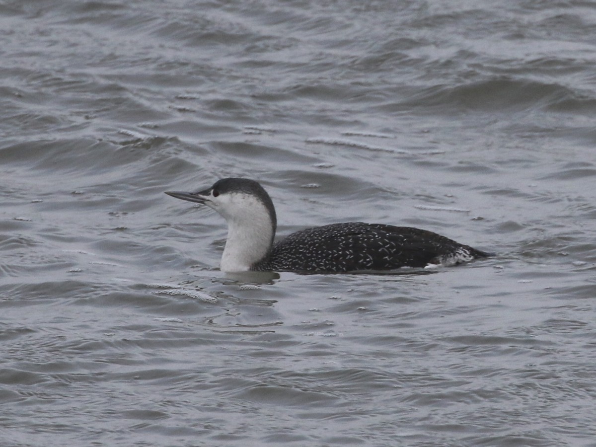 Red-throated Loon - ML612843981