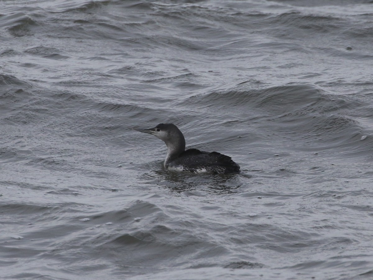 Red-throated Loon - ML612843982