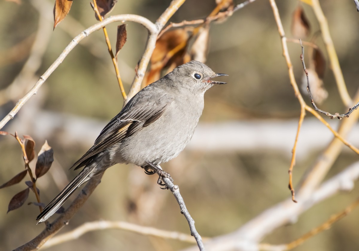 Townsend's Solitaire - ML612844168