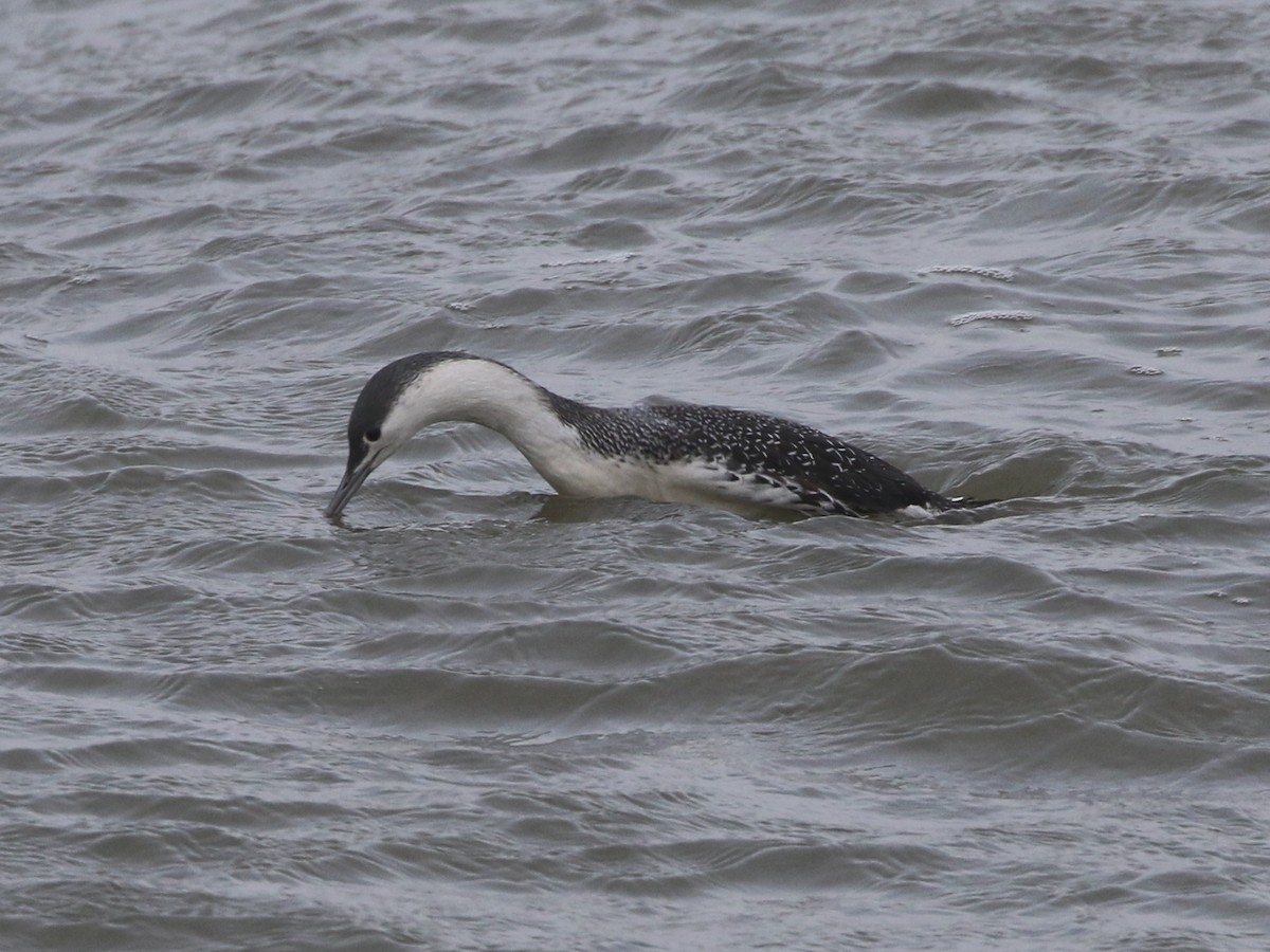 Red-throated Loon - ML612844269