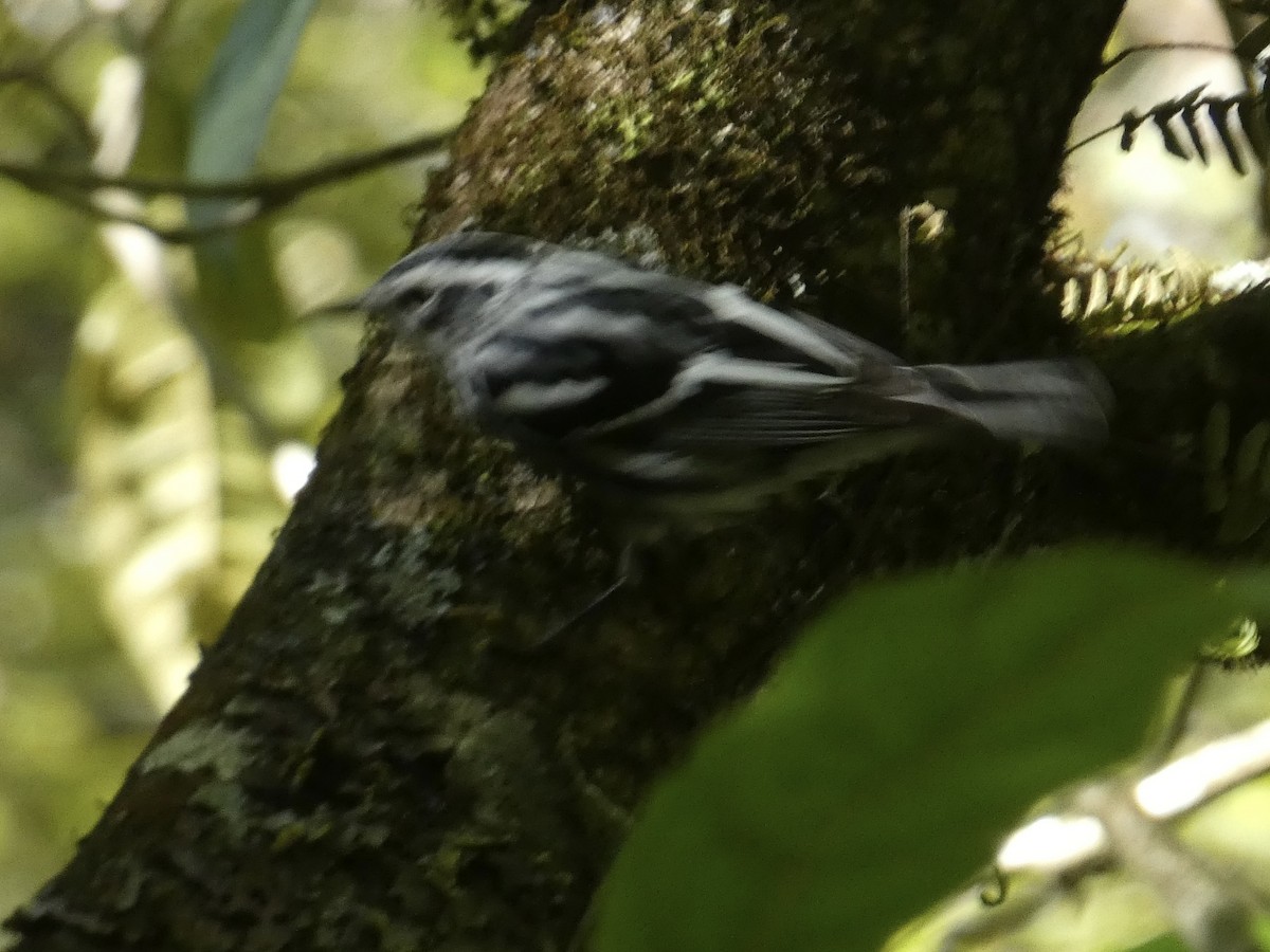 Black-and-white Warbler - ML612844403