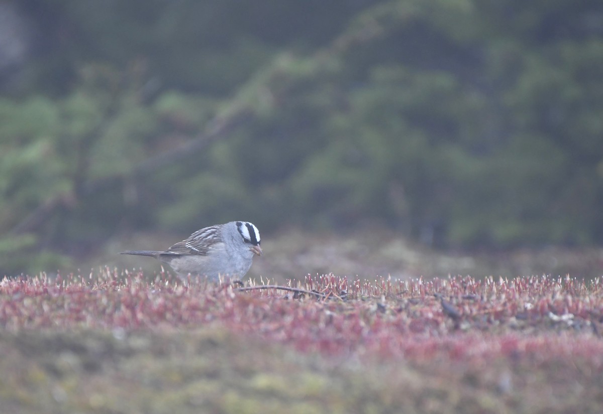 White-crowned Sparrow - ML612844423