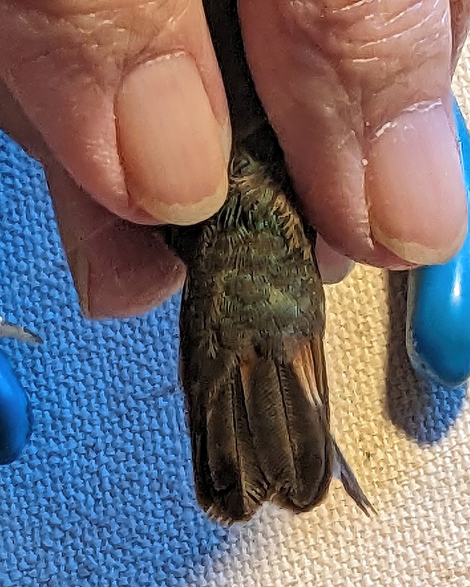 Calliope Hummingbird - ML612845281