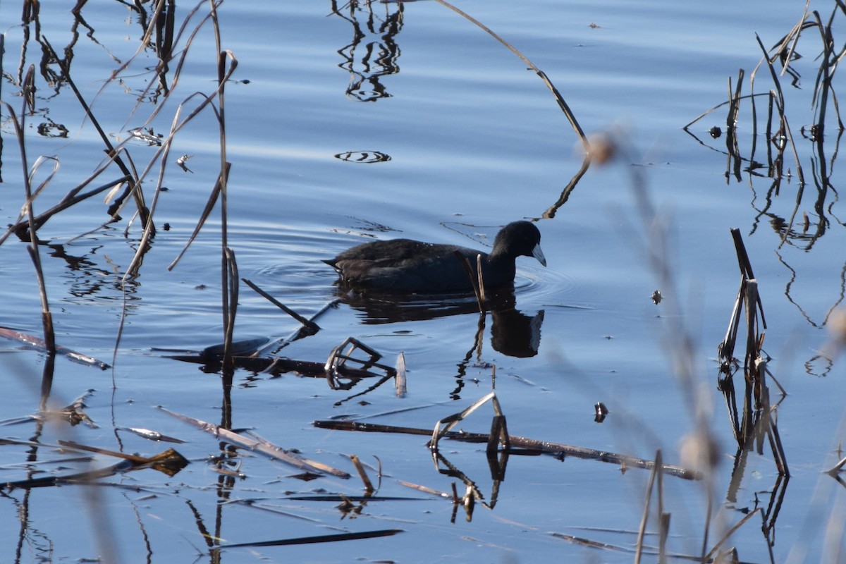 American Coot (Red-shielded) - ML612845695