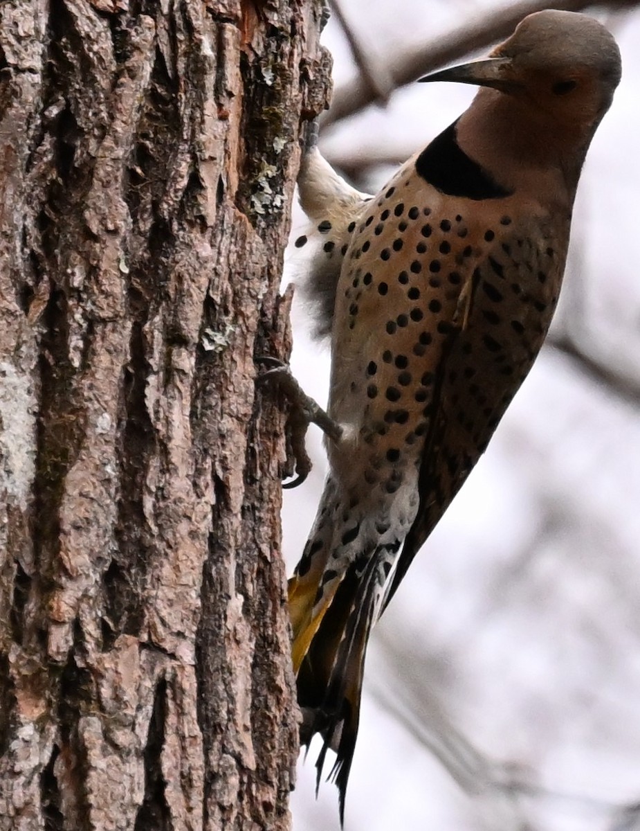 Northern Flicker (Yellow-shafted) - ML612845751