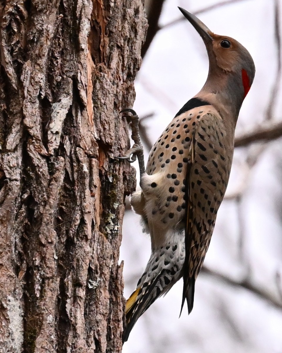 Northern Flicker (Yellow-shafted) - ML612845752