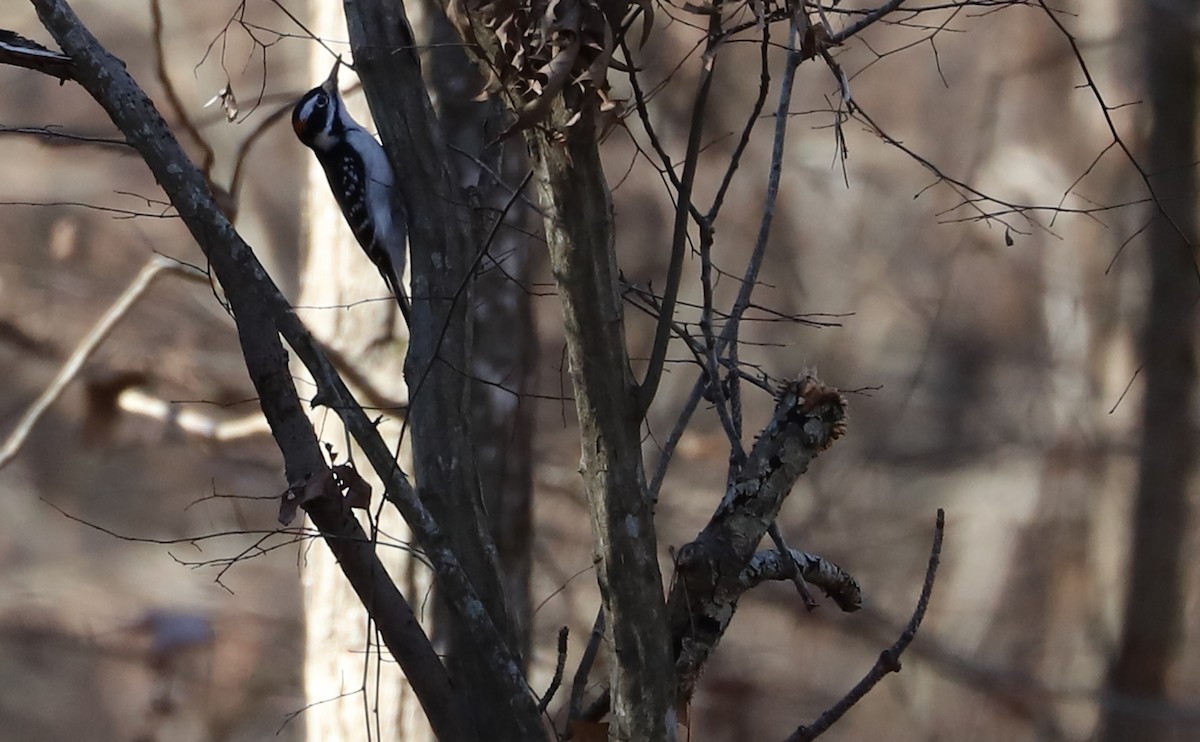 Hairy Woodpecker (Eastern) - ML612845832