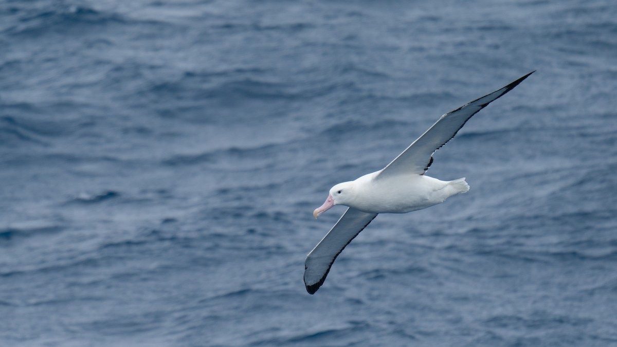 Snowy Albatross - ML612846032