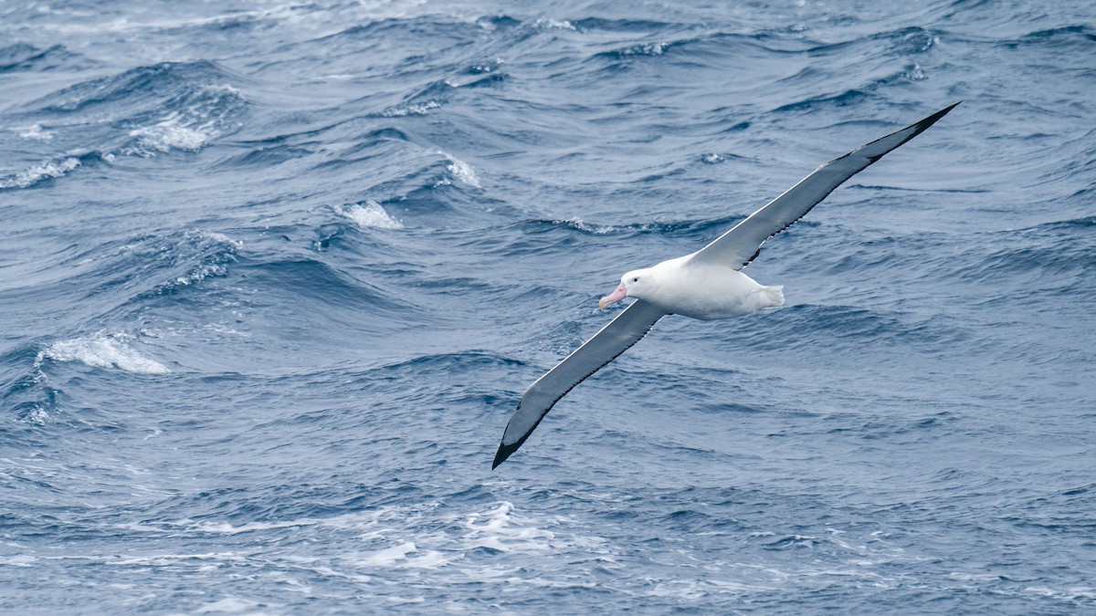 Snowy Albatross - ML612846034