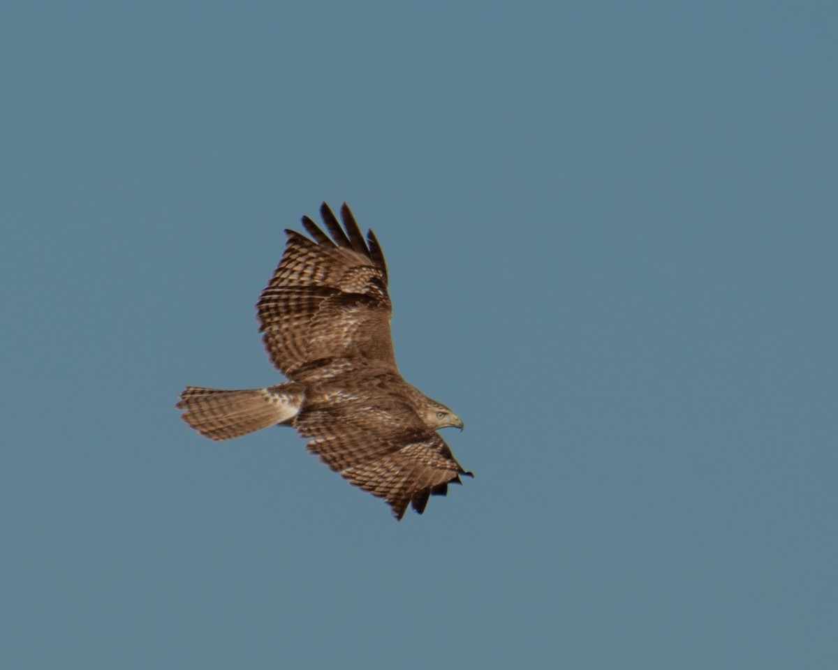 Red-tailed Hawk - ML612846236