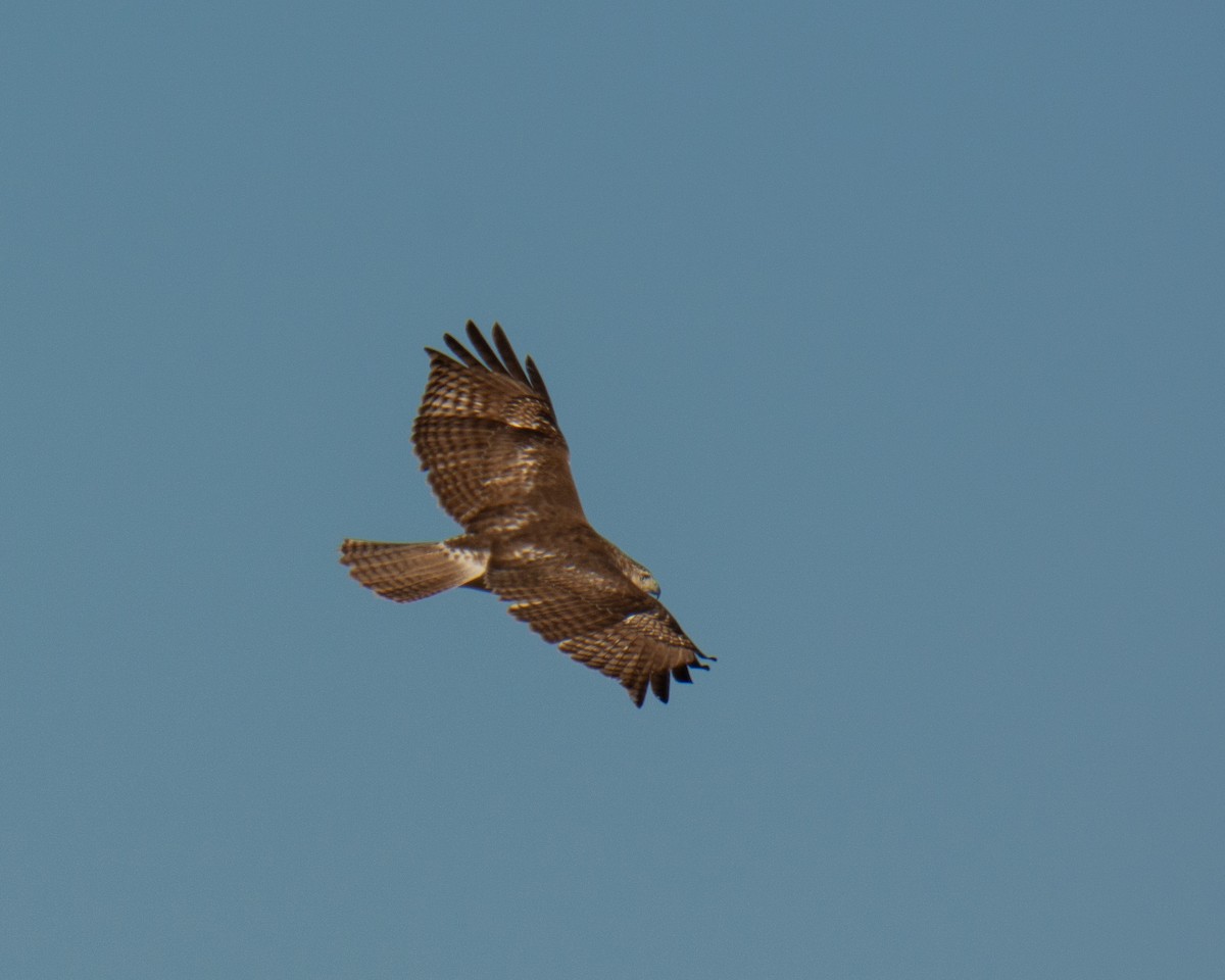 Red-tailed Hawk - ML612846237