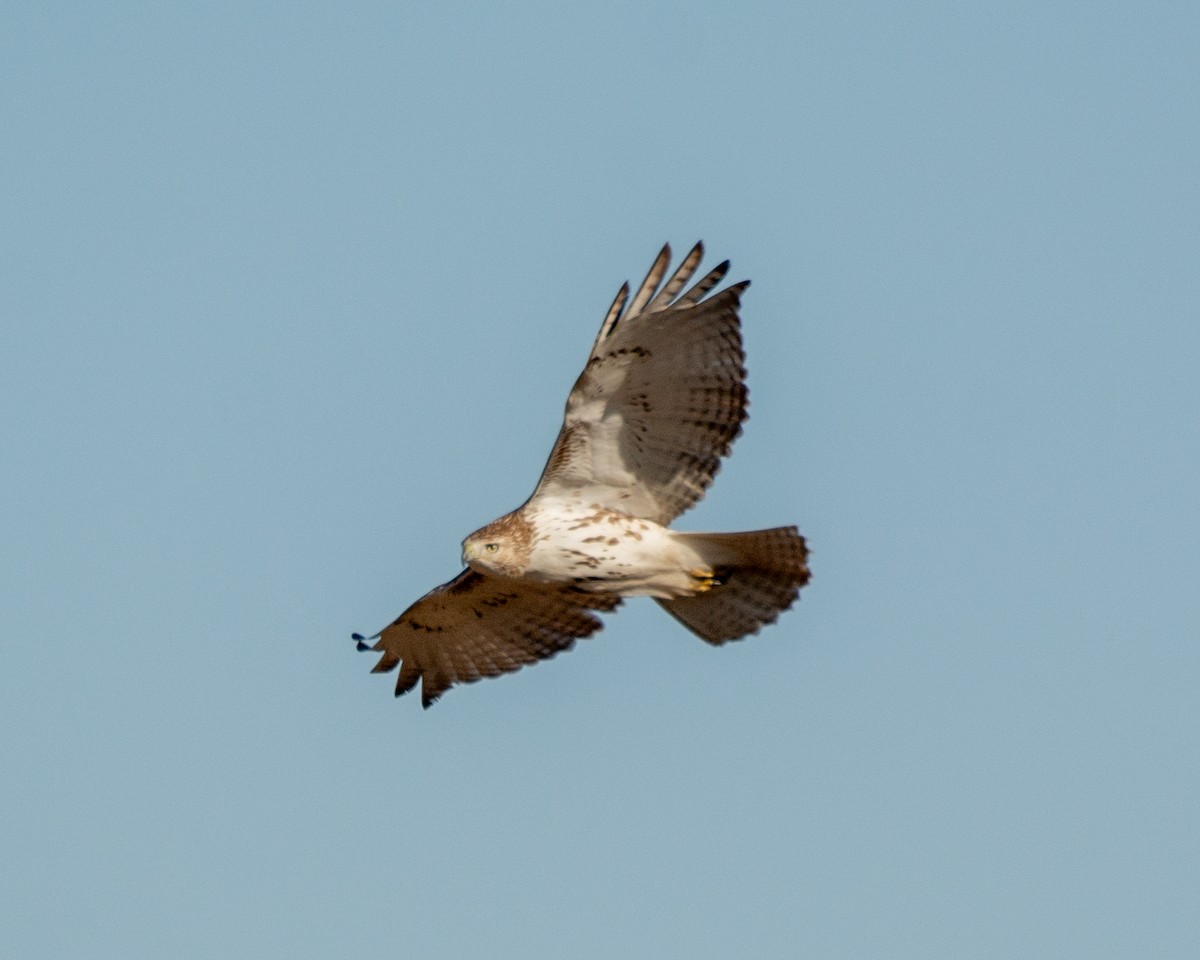 Red-tailed Hawk - ML612846239