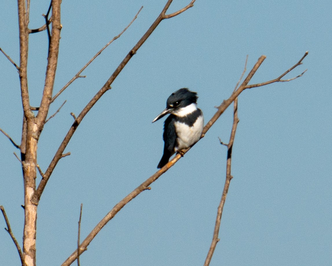 Belted Kingfisher - ML612846272