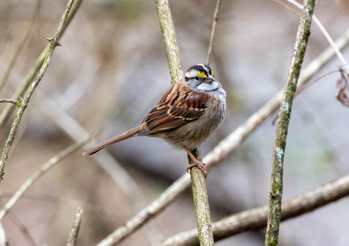 White-throated Sparrow - ML612846286