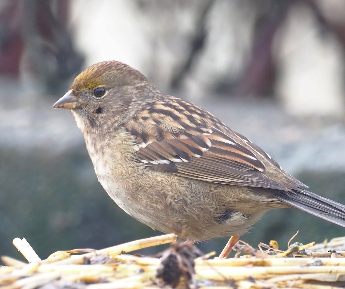 Golden-crowned Sparrow - ML612846396