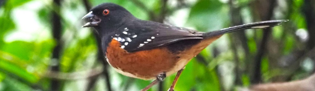 Spotted Towhee - ML612846437