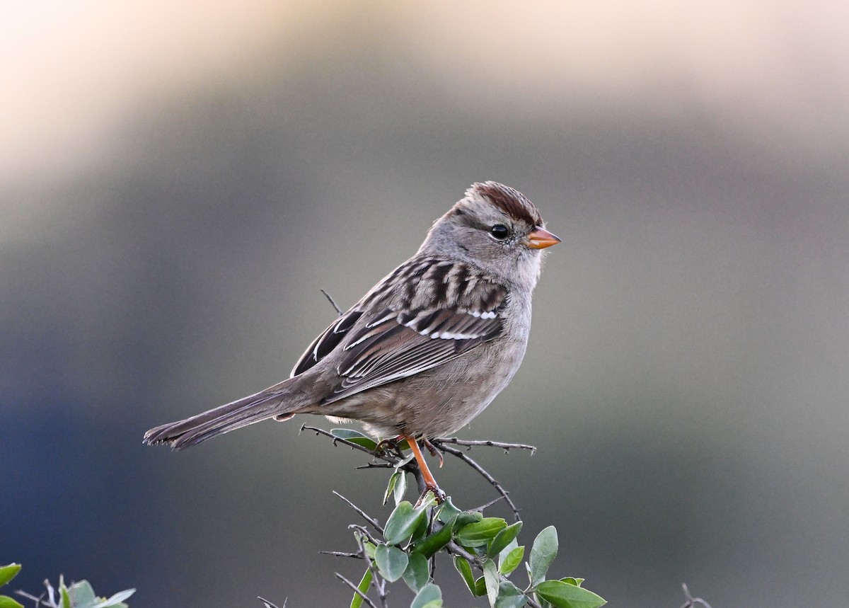 White-crowned Sparrow - Mauricio López