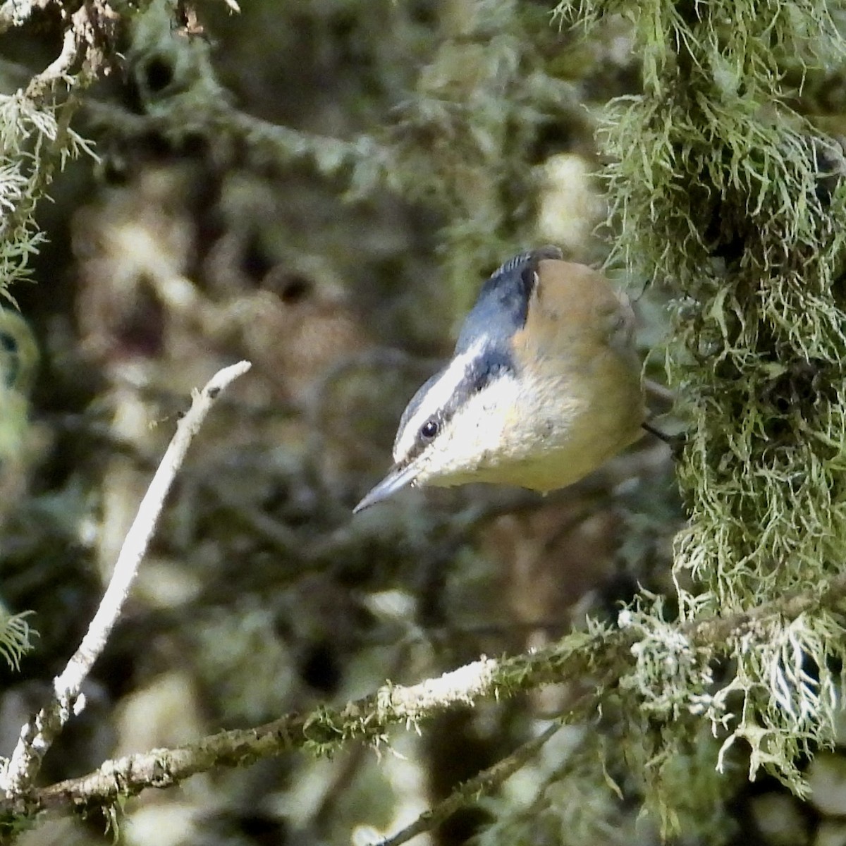 Red-breasted Nuthatch - ML612846980