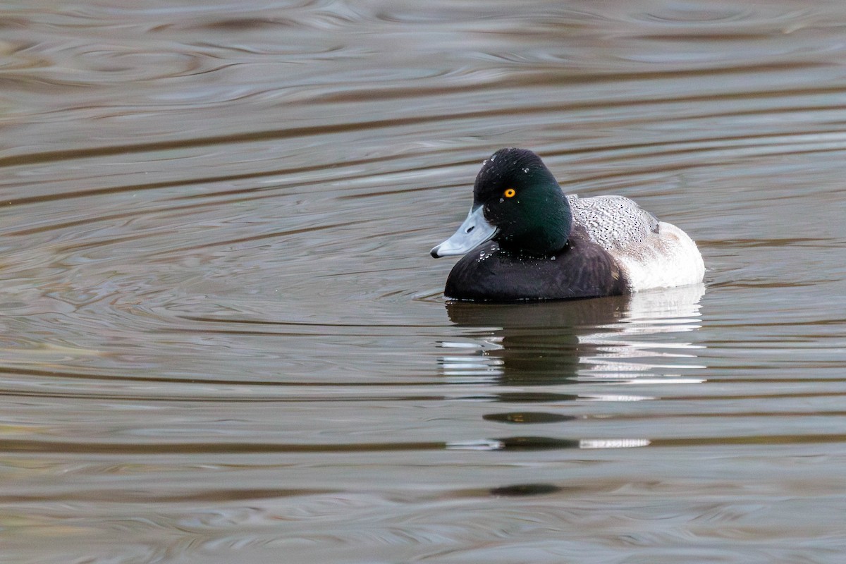 Greater Scaup - ML612846984