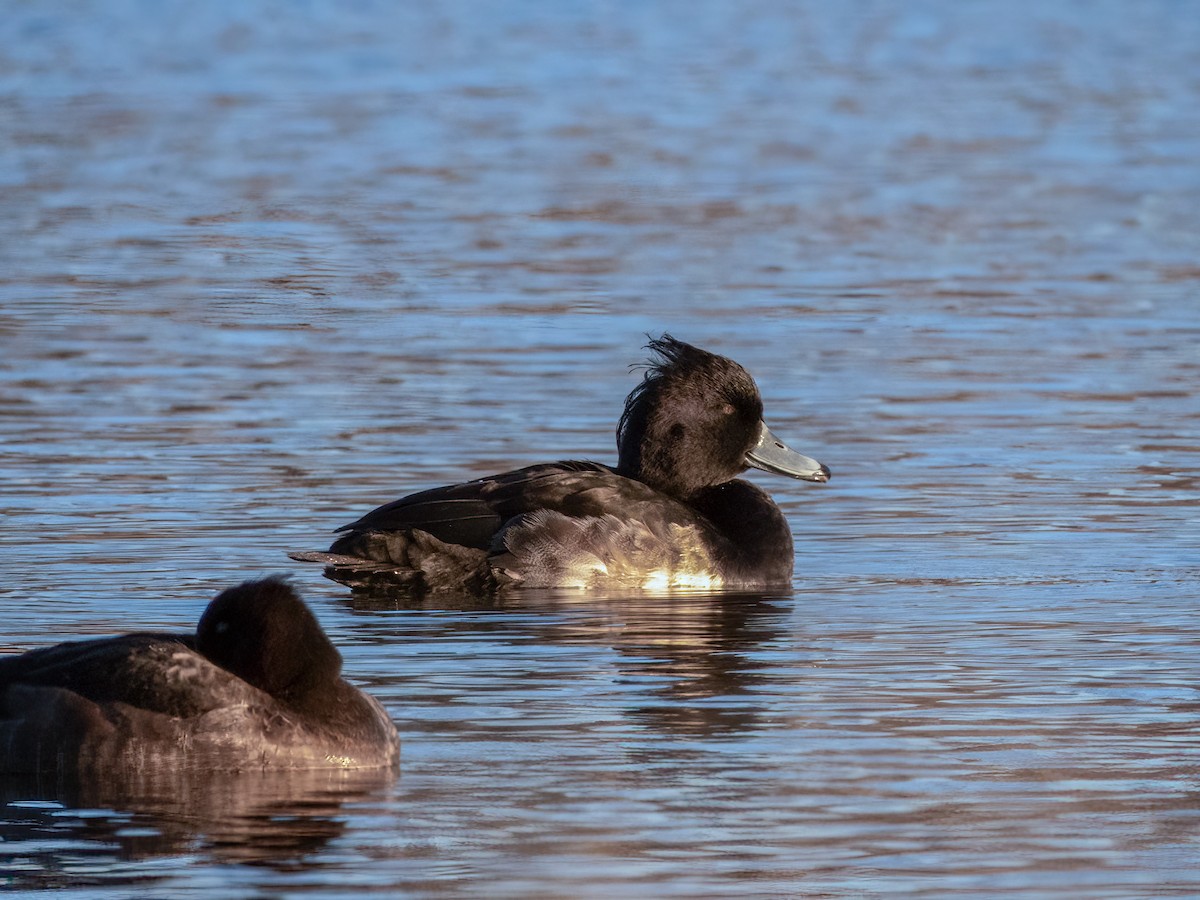Tufted Duck - ML612847037