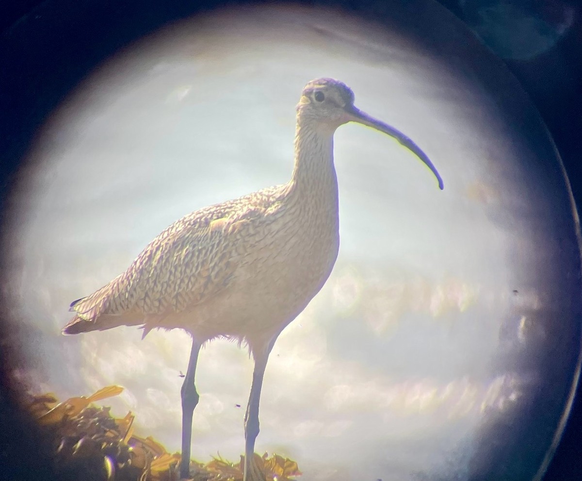 ebird-checklist-30-dec-2023-ucsb-campus-point-35-species