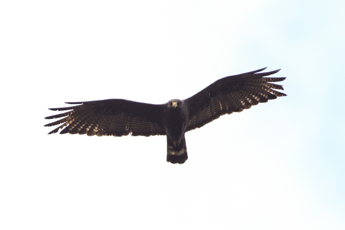 Zone-tailed Hawk - ML612847583