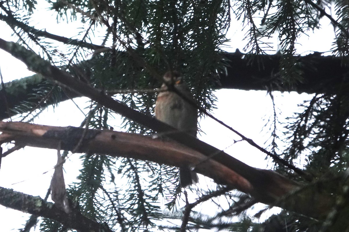 American Tree Sparrow - ML612848120