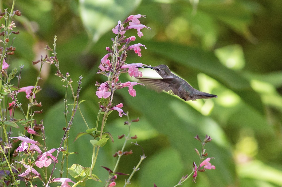 Black-chinned Hummingbird - ML612848684
