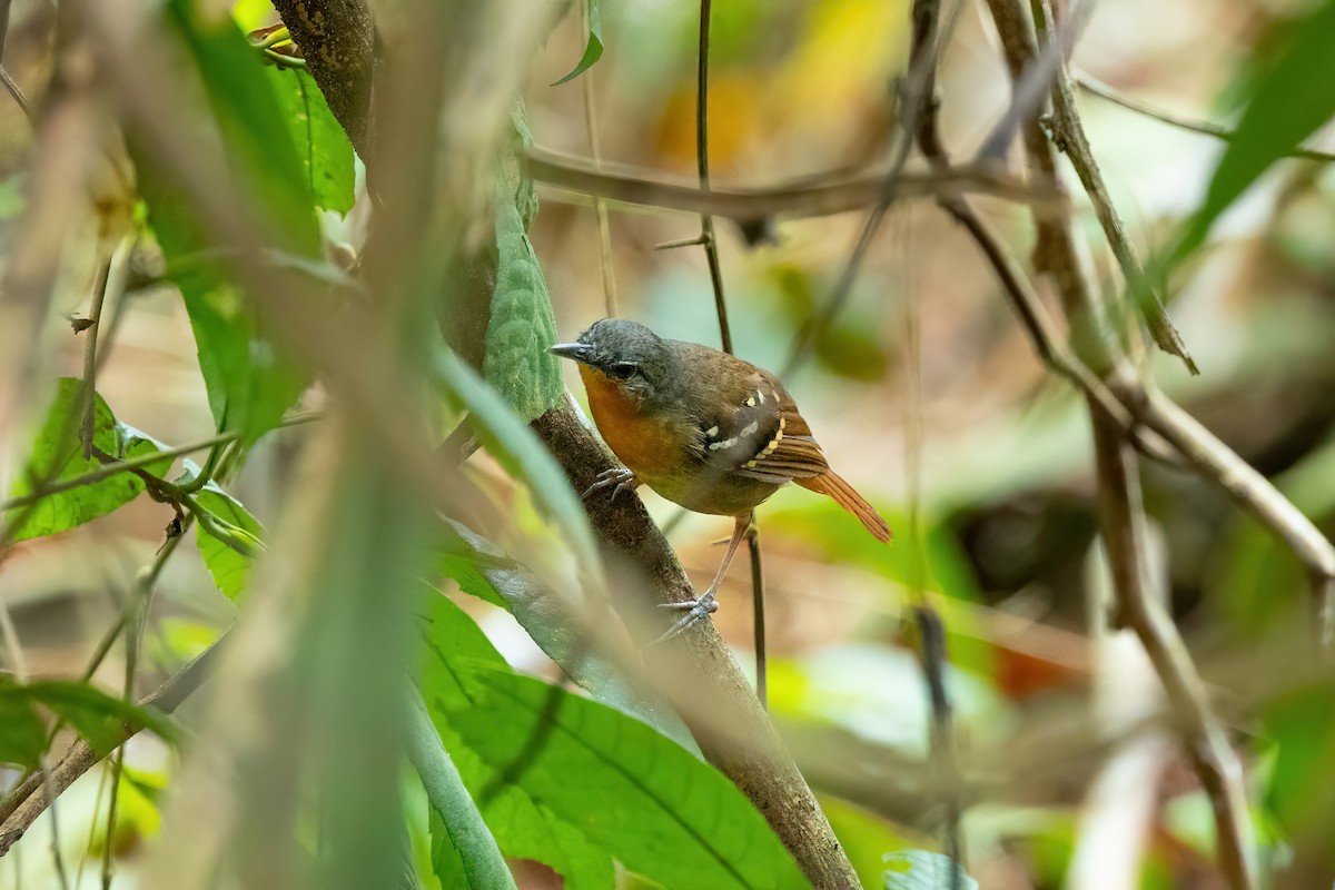 Chestnut-tailed Antbird - ML612849008