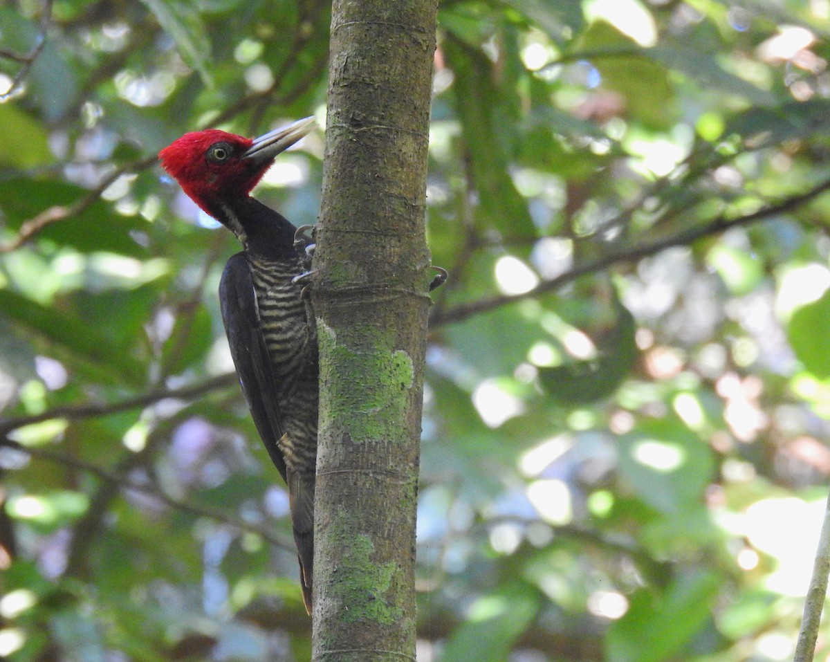 Pale-billed Woodpecker - ML612849324