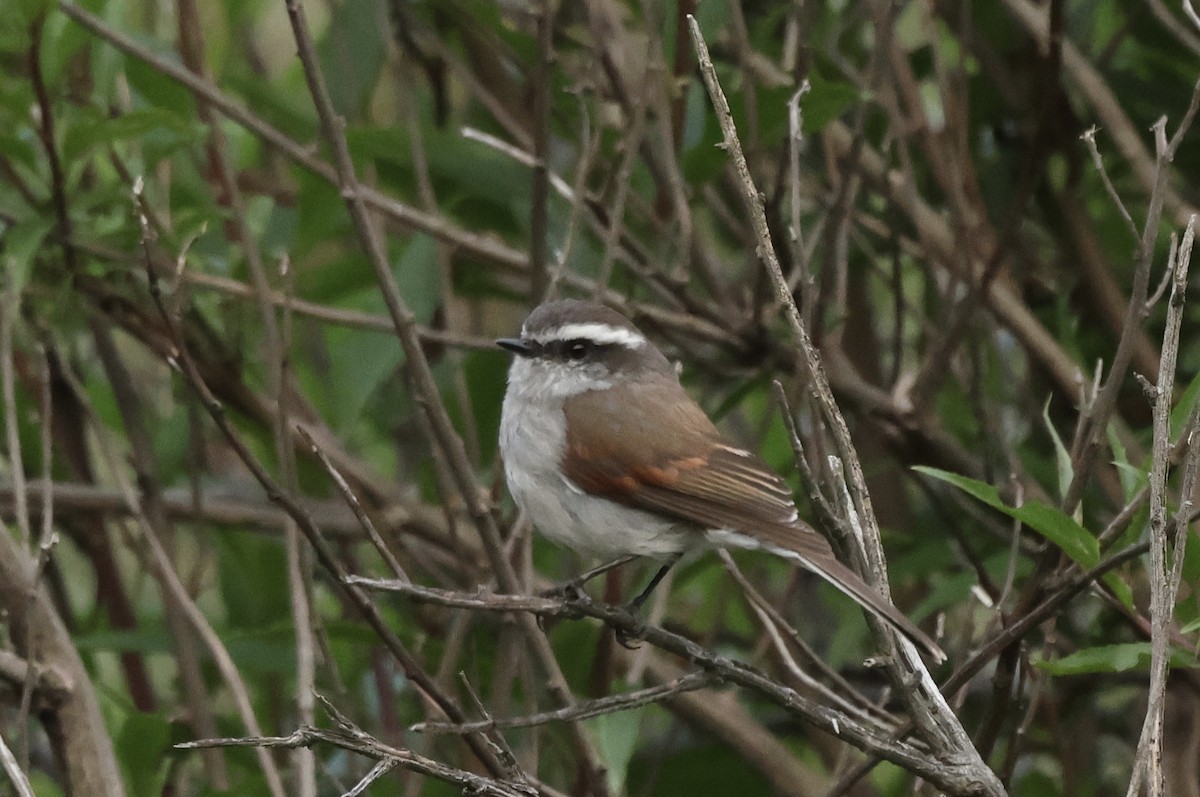 White-browed Chat-Tyrant - Michael McCloy