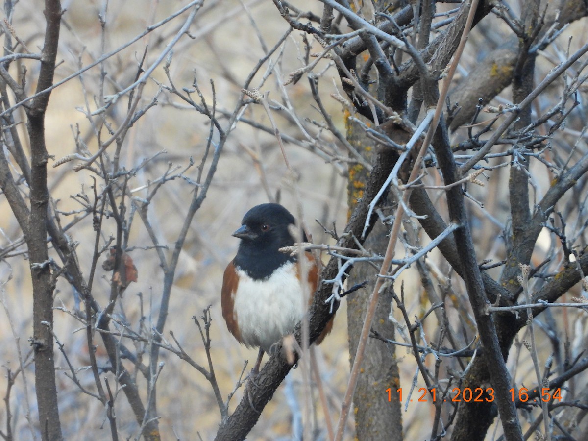 Spotted Towhee - ML612850006
