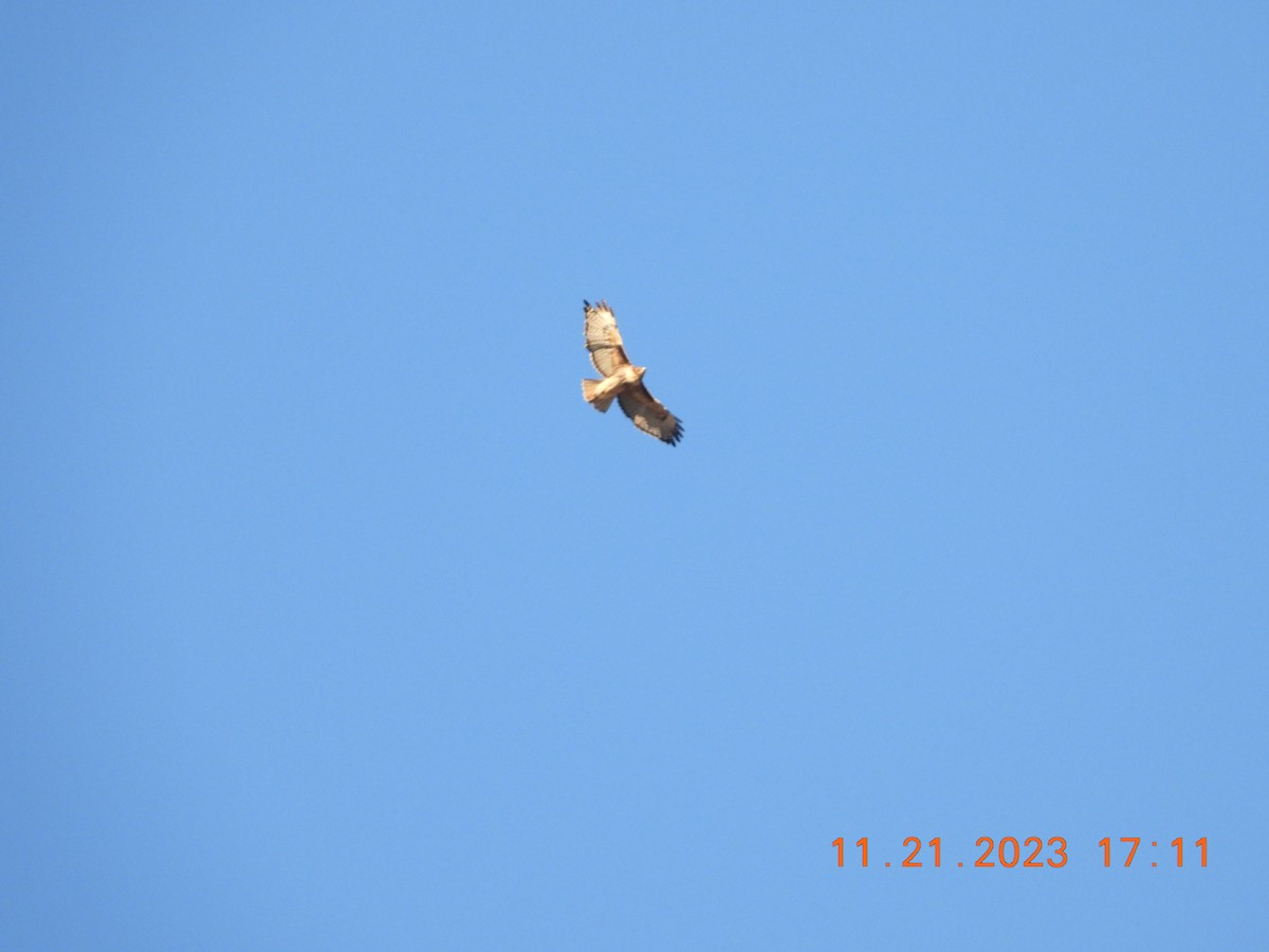 Red-tailed Hawk - ML612850077