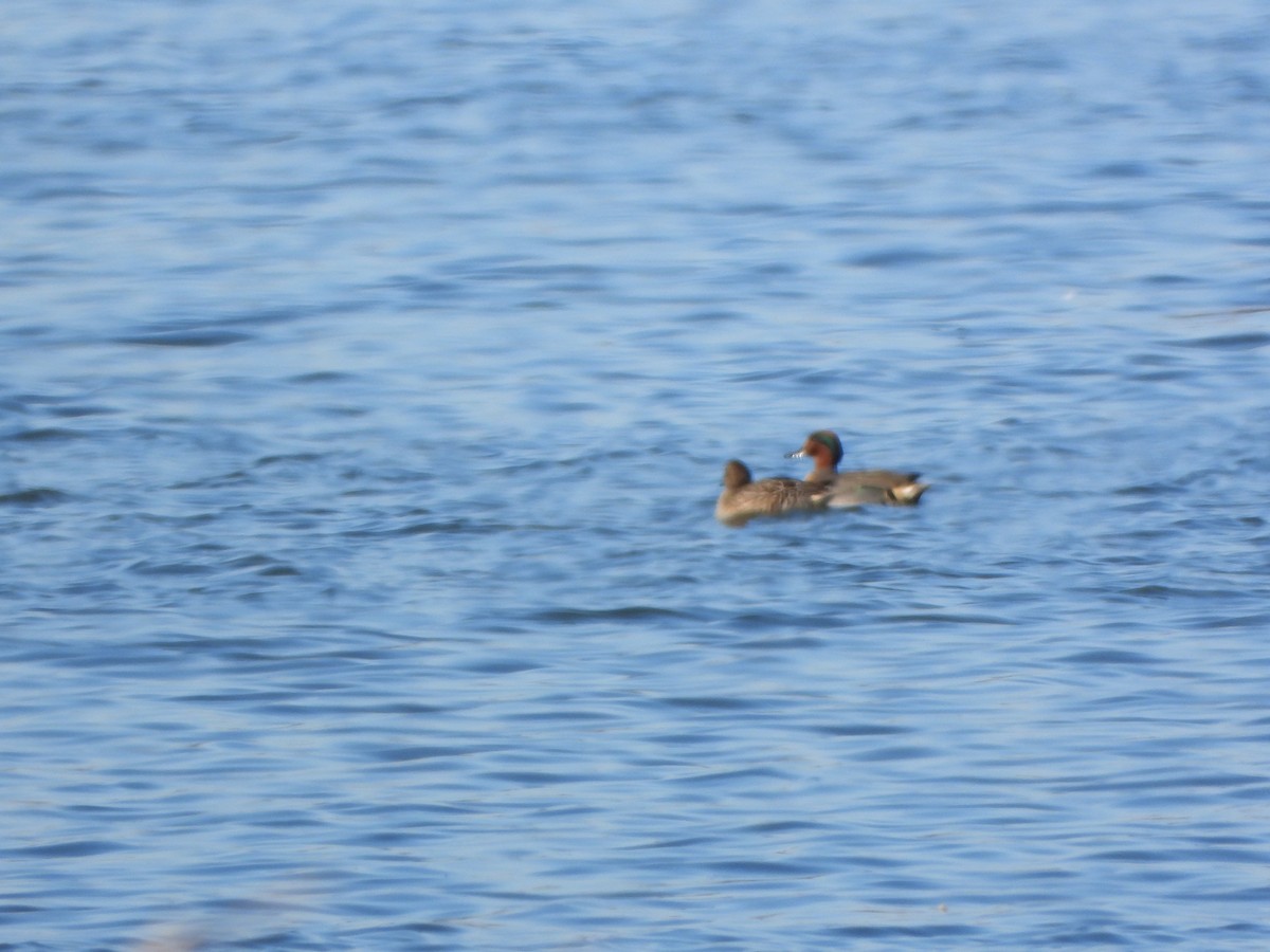 Green-winged Teal - ML612850156